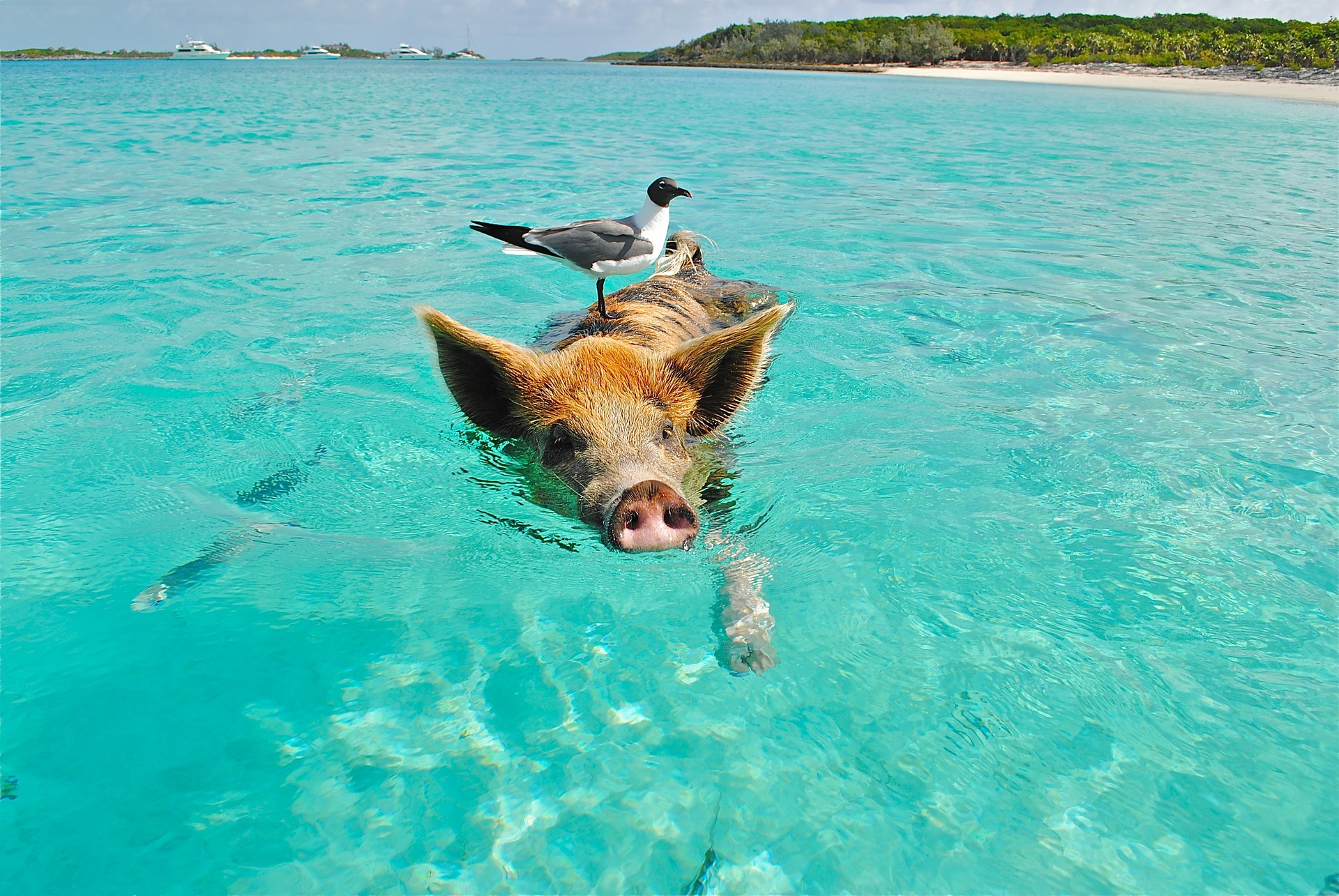 Schwein im Wasser