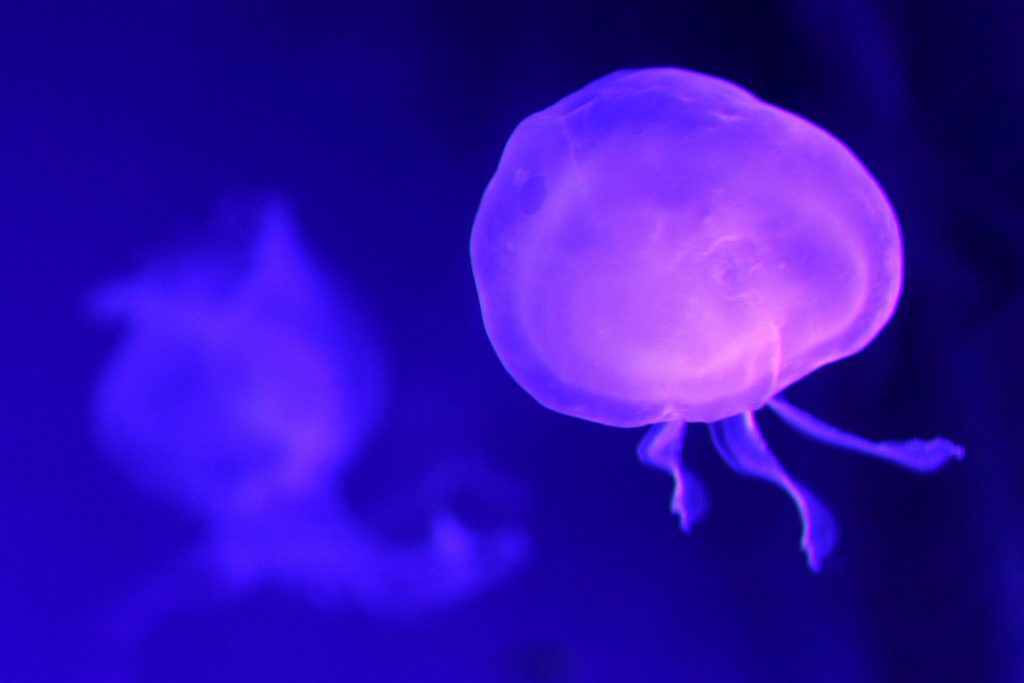 jellyfish 97087 1920