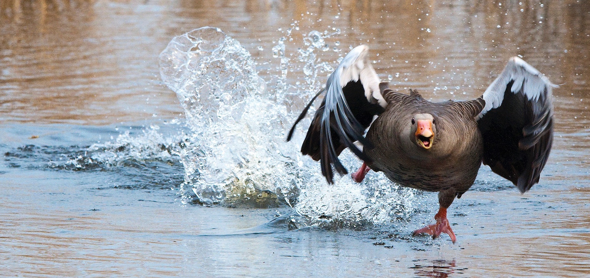 Gans beim abheben