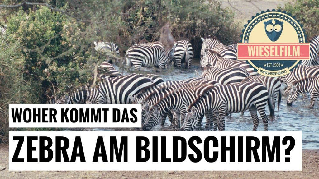 Woher kommt das Zebra am Bildschirm?