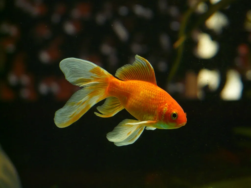 Goldfisch im Wasser